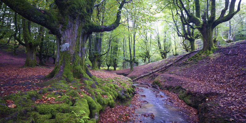 El festival del otoño: siete bosques espectaculares para desconectar de todo