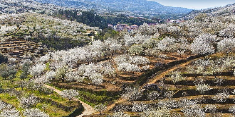 Cinco pueblos en flor para disfrutar de la explosión de la primavera
